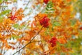 Red berries and orange rowan leaves Ã¢â¬â a beautiful enlarged view of a tree branch in autumn with bokeh effect Royalty Free Stock Photo